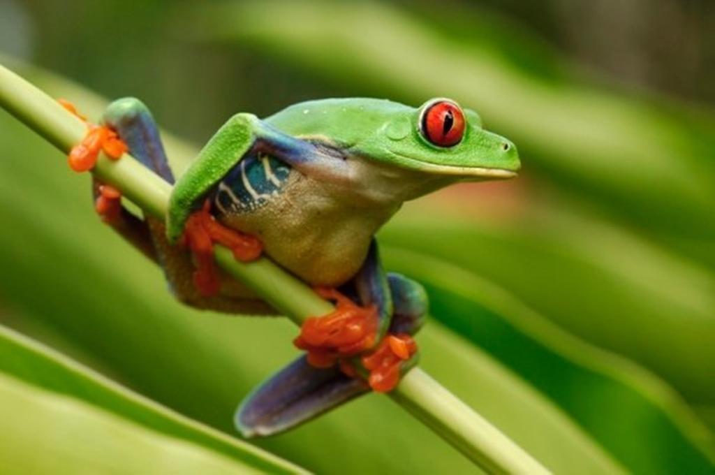 Sarapiquí Selva Verde Lodge מראה חיצוני תמונה